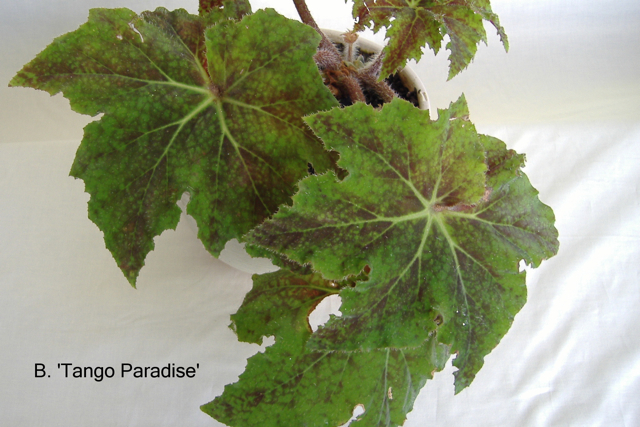 B. ‘Tango Paradise’